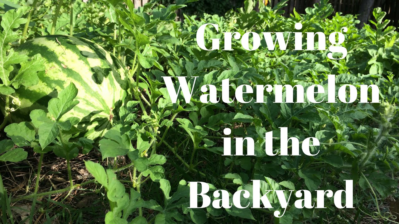 Growing Watermelon In The Backyard Youtube