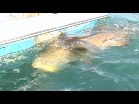 florida fishing couple Fish Goliath Grouper! Awesome Chew On This Fishing Show