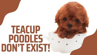 THE TRUTH ABOUT TEACUP POODLES | What Breeders Don’t Want You to Know‼️ #teacuppuppy #teacuppoodles by X-Designer Breeds 1,708 views 1 year ago 21 minutes