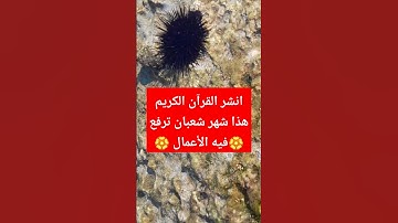 #القرآن  الكريم #عبد_العزيز_سحيم #سورة_يوسف #explore #fyp