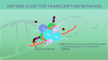 Eukaryotic Gene Regulation - Chromatin