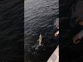 First fish of the day! #shorts #fish #fishing #fishingvideo #fishinglife #video #florida