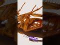 This Lemon Hack Instantly Repels Roaches! #shorts