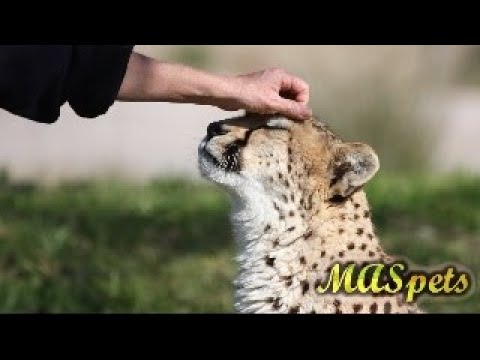 Video: Mọi điều bạn cần biết về Pet Cheetahs