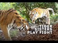 Tiger Sisters Play Fight | World of Animals