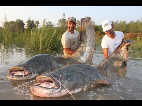 CATFISH IN SPINNING MONSTER RECORD OVER 250 POUNDS  - HD by YURI GRISENDI