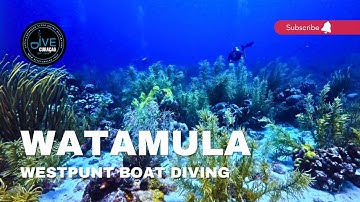 Scuba Diving the Watamula Dive Site in Curaçao: Westpunt Curaçao Boat Diving Adventures (4K Video)