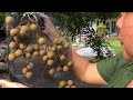 panen buah kelengkeng di samping rumah - ibu dan balita indonesia