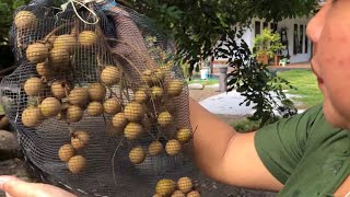 panen buah kelengkeng di samping rumah - ibu dan balita indonesia