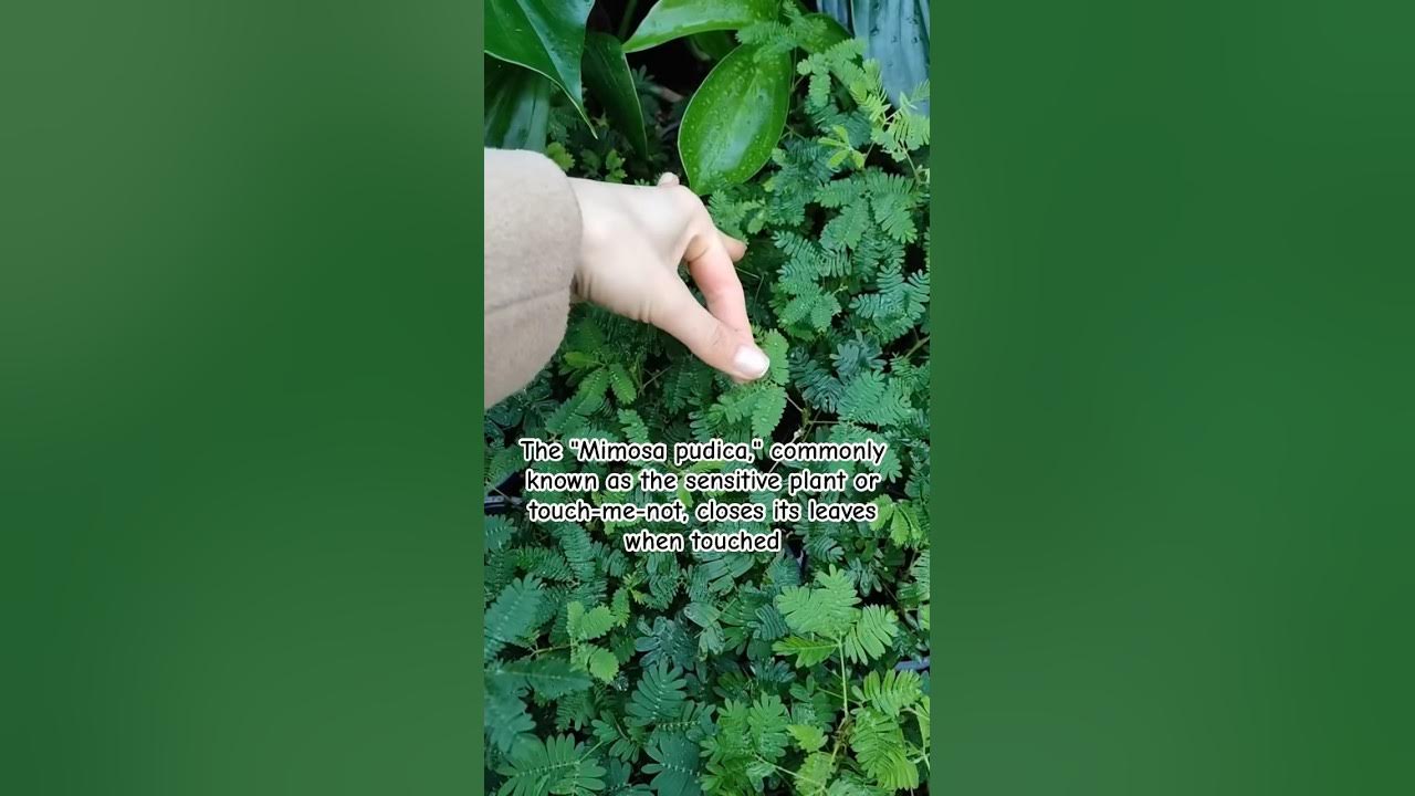 Mimosa pudica-another gem #travel#england#london#plants#mimosa#ourearth#fyp#nature#lover#viral Mimosa pudica-another gem #travel#england#london#plants#mimosa#ourearth#fyp#nature#lover#viral