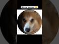 #corgi #funny #коргипемброк #shorts 🌝 #свободноевремя
