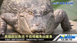 ▼高雄超狂魚池 千百條鱷魚凶搶食 八大民生新聞 2021040404