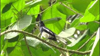 Oriental Magpie Robin Sings........