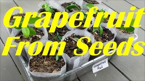 How to Grow Grapefruit From Seeds, Germinate Grapefruit Seeds