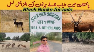 Black Bucks breeding / reproductive / Sale center | Rare animal