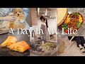 【暮らしと子犬の1日】5AM START｜照り焼き弁当と春巻き晩ごはん｜おいもくんの成長＆涙やけケア｜旬のヤングコーンレシピ