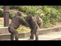 アニー＆キヨマサ56 Annie＆Kiyomasa child gorilla play