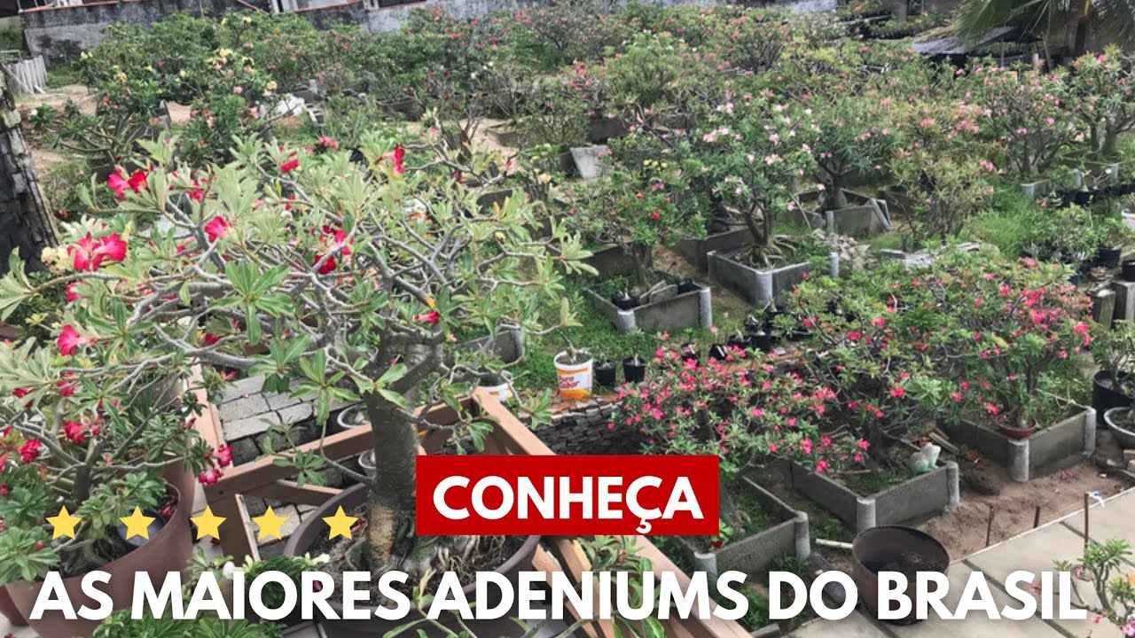 Conheça algumas das maiores Rosas  do Deserto plantadas no chão do Brasil.