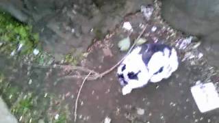 うさぎのぷーりん、公園でうさんぽ (1) [20100320]