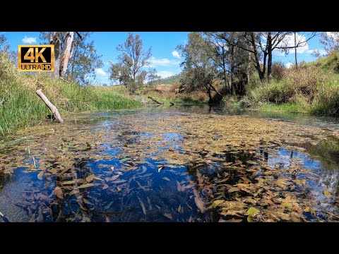 Thin Pondweed (Potamogeton australiensis) in Habitat.