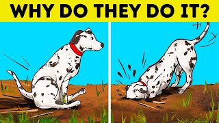 Real Reasons Behind Dog's Each Behavior, Scientifically Explained