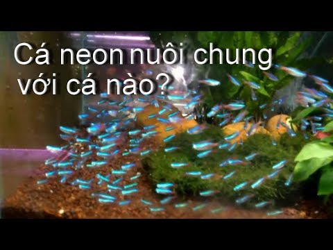 Video: Cá Neon Bén Rễ Với Những Loại Cá Nào?