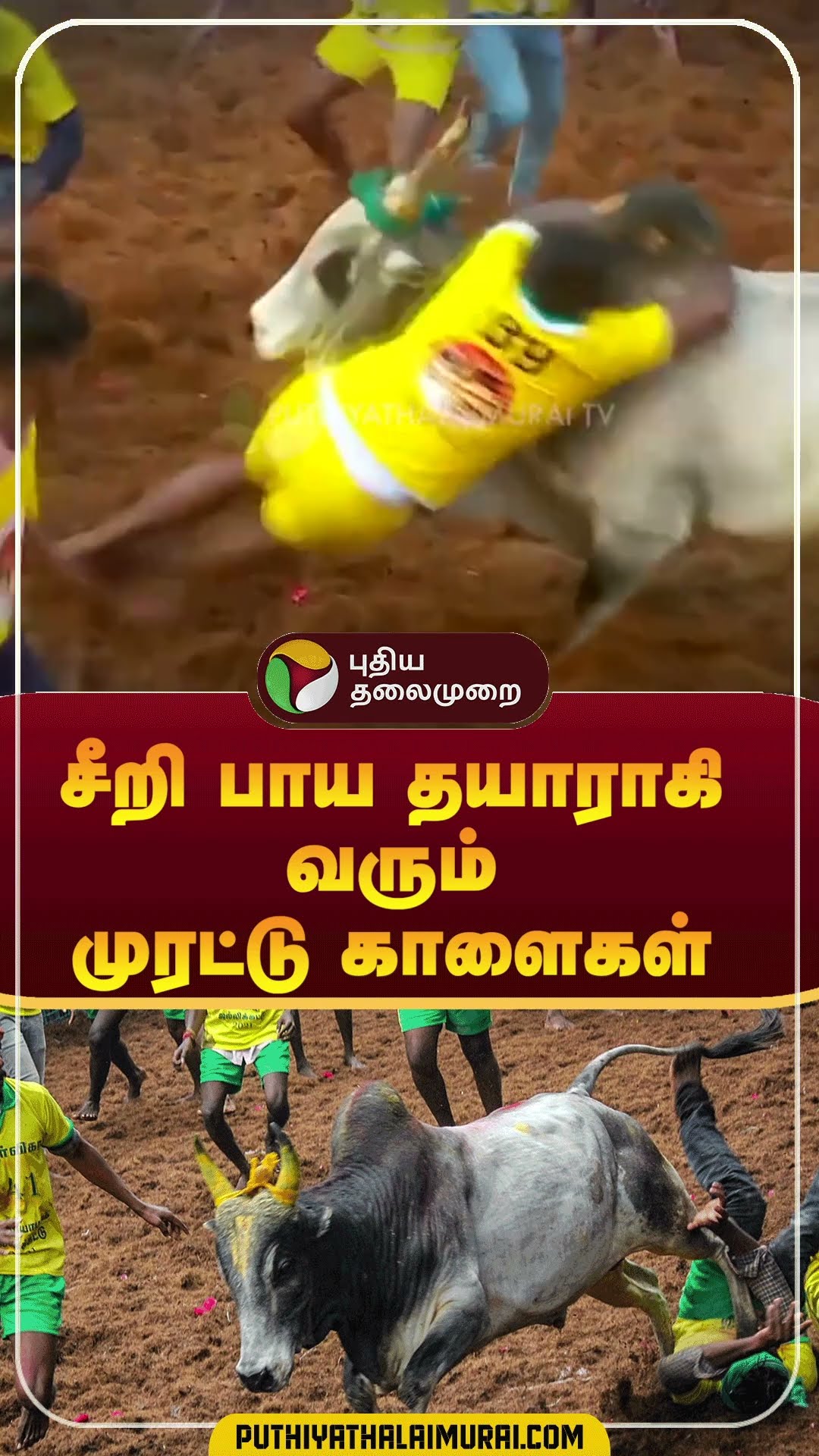 சீறி பாய தயாராகி வரும் முரட்டு காளைகள் | #shorts | #madurai | #jallikattu