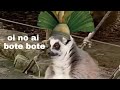 Rey Julien sentado en la esquina :(