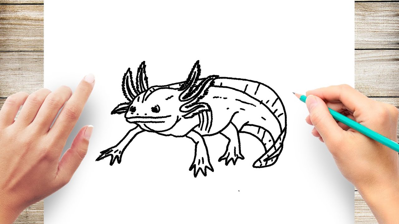 How To Draw An Axolotl Youtube