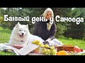 Банный день у самоеда. Как самому помыть собаку.