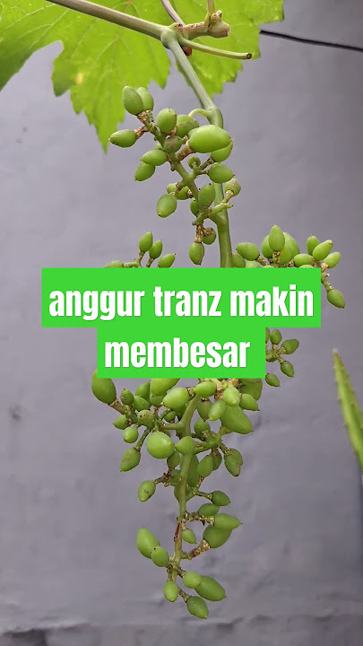 bunga anggur tranz potes pucuk