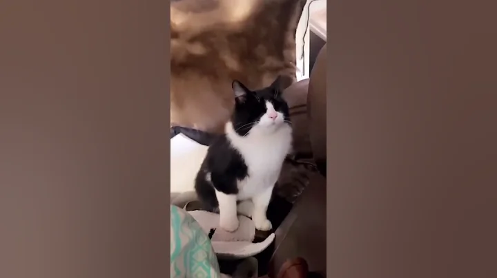 Video 3141981: best funny pets animals, animals pets funny fails, pets cute animals funny, cats dogs funny animals