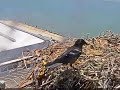 Crows investigate osprey nest  July 14, 2017