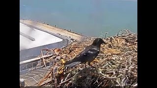 Crows investigate osprey nest  July 14, 2017