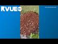 Entomologist discusses insect activity after heavy rain