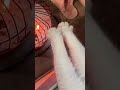 Ultimate Cat Lover S Guide рџђ рџ DIY Crafts Tips And Cuteness Overload Ultimate Cat Lover S Guide рџђ рџ DIY Crafts Tips And Cuteness Overload