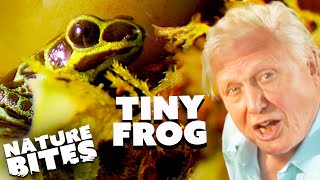 David Attenborough Reveals Tiny Rainforest Frog | Kingdom of Plants | Nature Bites