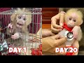 The growth process of the poor honey monkey when he returned to his new family