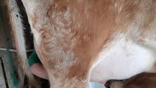 Glori Fresh 2 Year Old. First Hand Milking