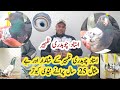 How to make taddy pigeons in history of kasur  ustad ch zaheer k taddy kabootar