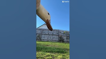 The perfect loop! @SouthernDux #trending #loop #duck #cute #pets #funny #shorts