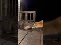 EPIC FIGHT: House Cat Protects Dinner from Vicious Fox! 🦊🤯