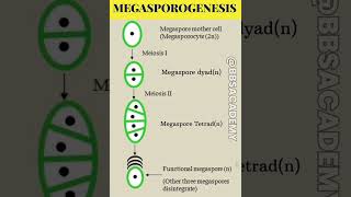 Megasporogenesis In 1 Min