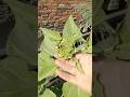 #garden #terracegardenindia #plantsofindia #shortsfeed #shortsviral #shortvideo