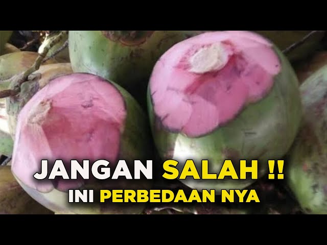 Jangan Sampe Salah!!! Perbedaan Kelapa Hijau vs Kelapa Muda class=