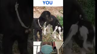 Very Funny Animals Goat Monkey - Try Not To Laugh #Funny #Animals #Comedy