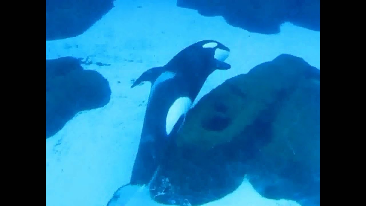 FOr Shamurocks111 MEp