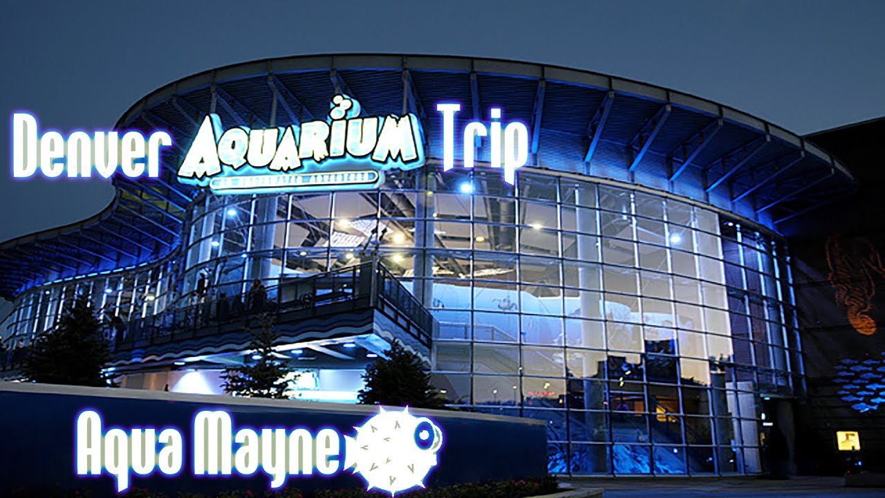 Downtown Denver Aquarium YouTube