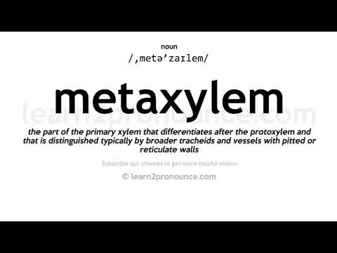 Произношение метаксилеме | Определение Metaxylem