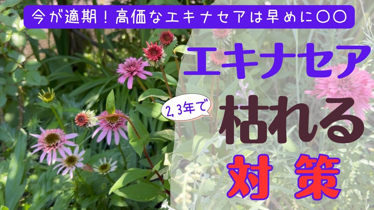 《今だけできる！エキナセア枯れる対策》寿命が延びる！？春こそ株分け！／ＰＷ人気宿根草フロックス株分け